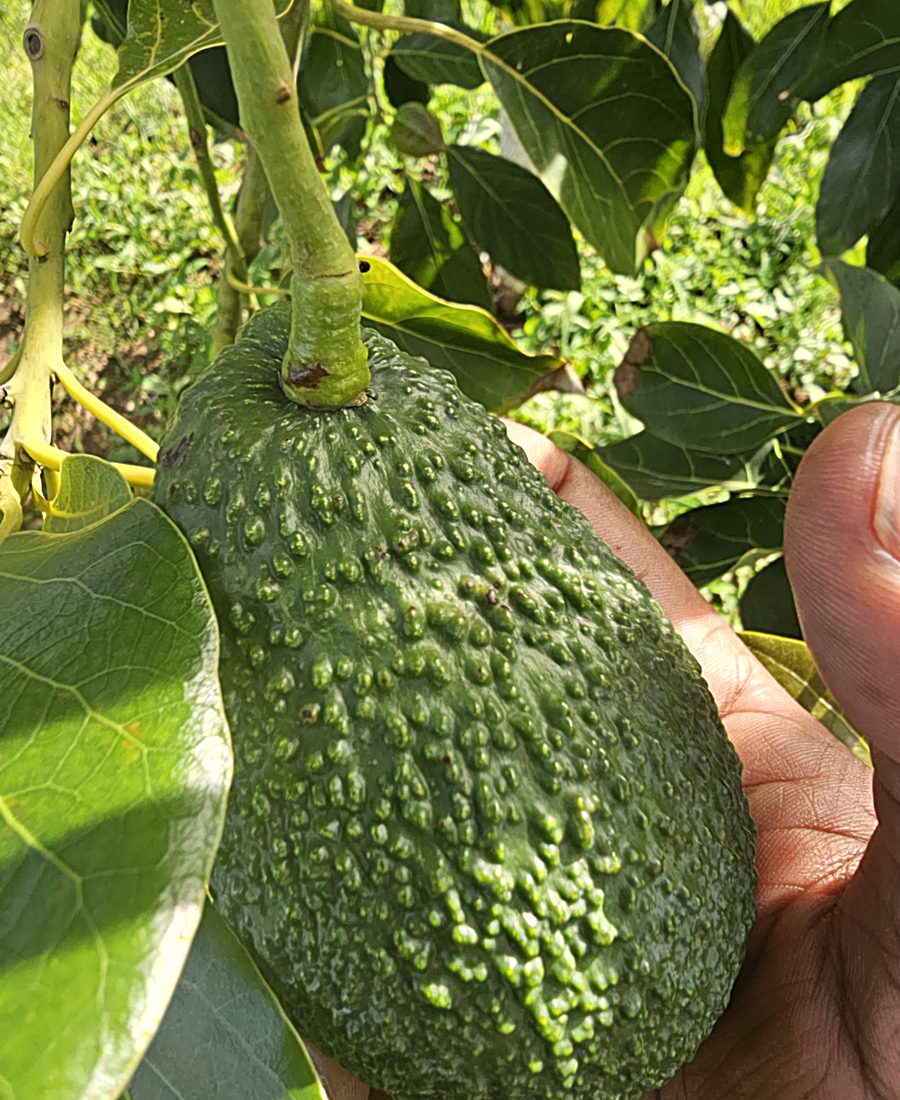 A Hass avocado held on the branch