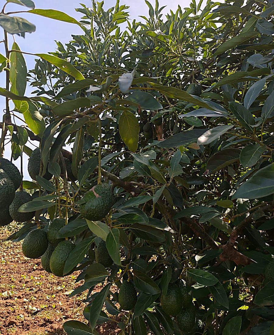 A laden avocado tree in an orchard row