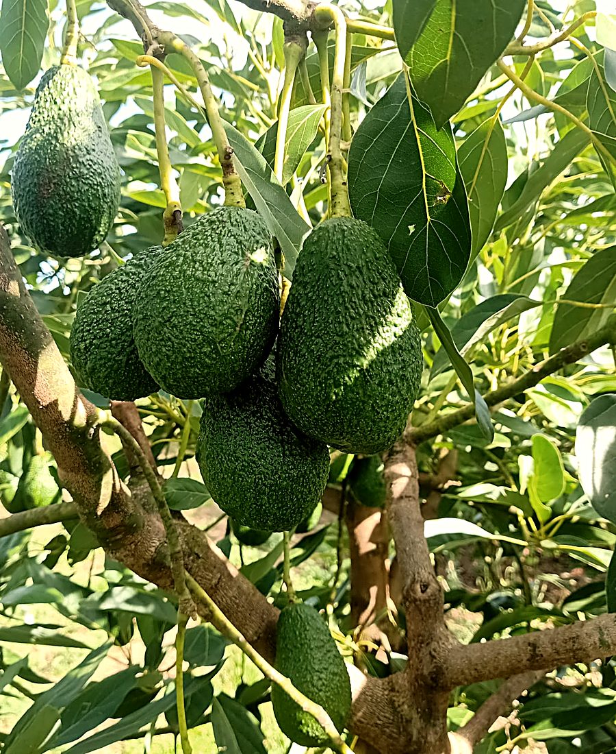 A cluster of export grade Hass avocado on the branch