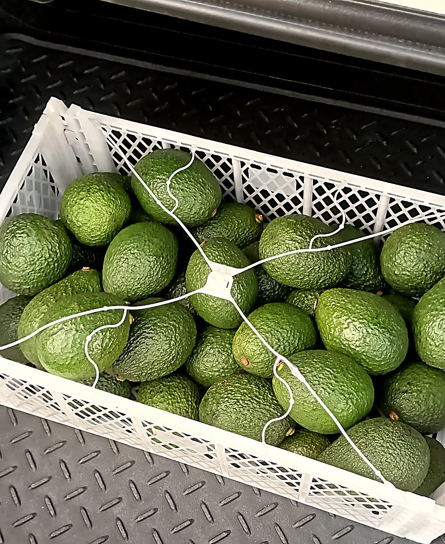 A tied crate of graded avocado ready for dispatch