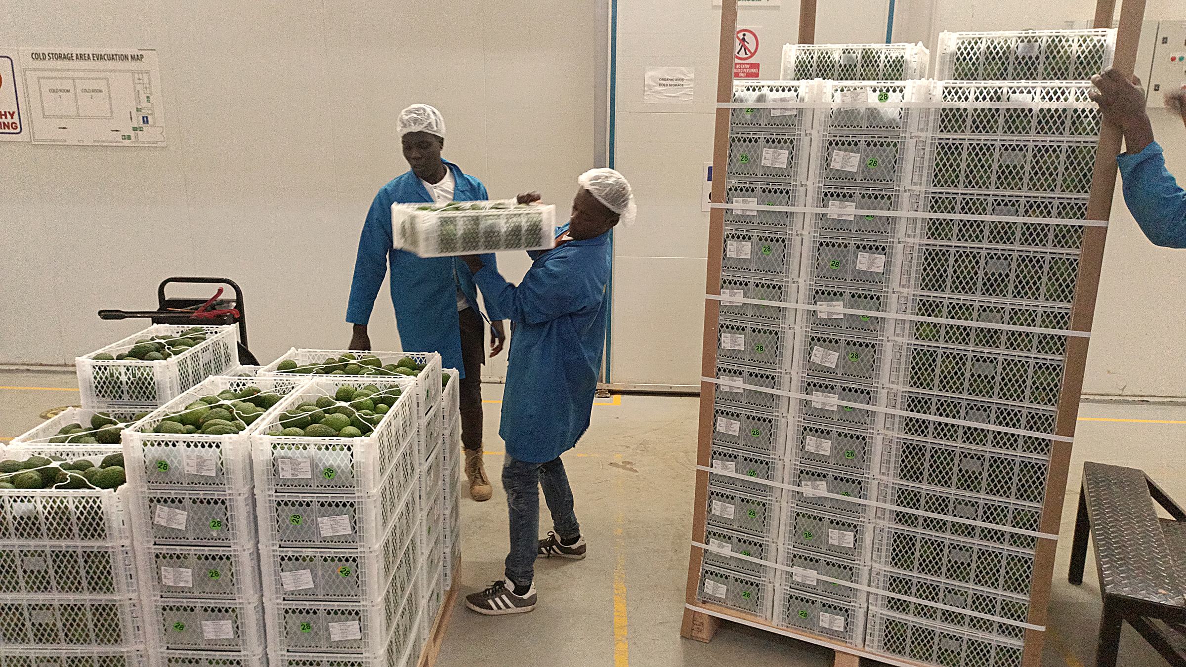 Workers stacking crates of avocado onto pallets beside the cold room