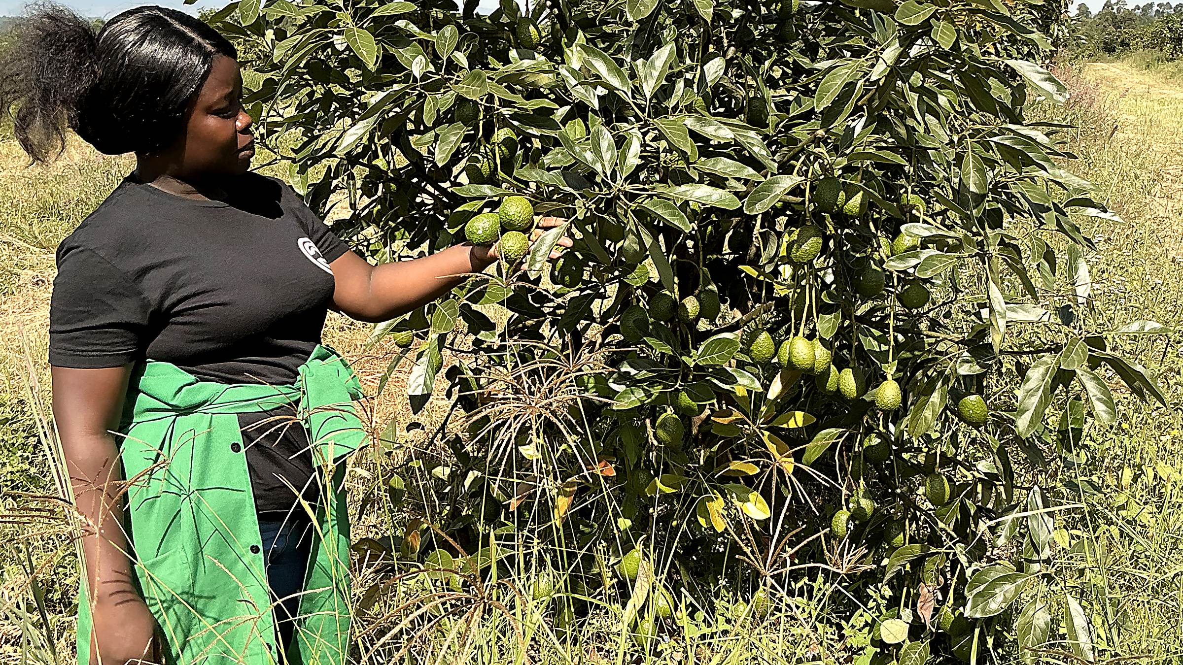 Picking avocado by hand from a laden tree in the orchard
