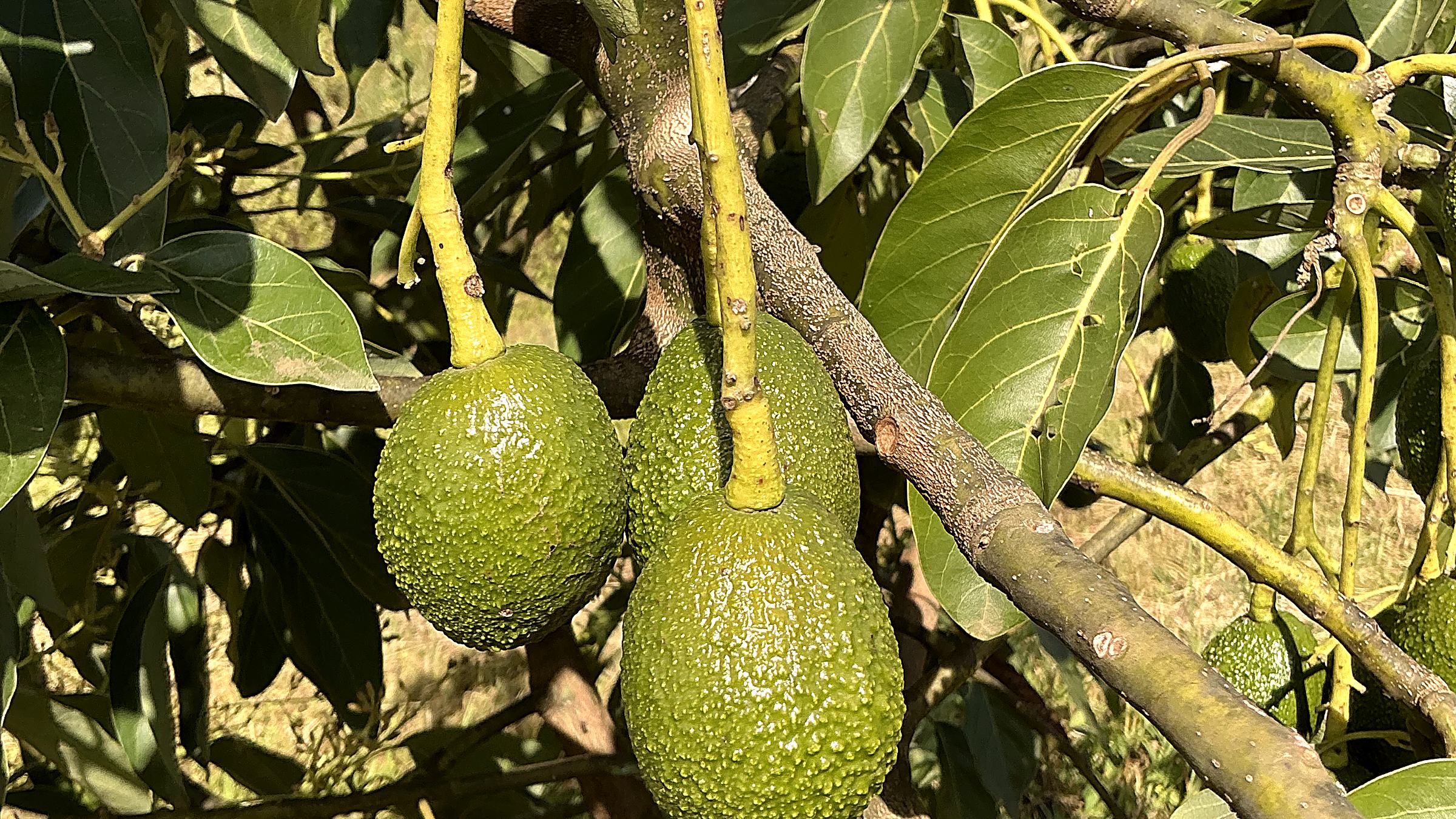 Avocado ripening on the branch