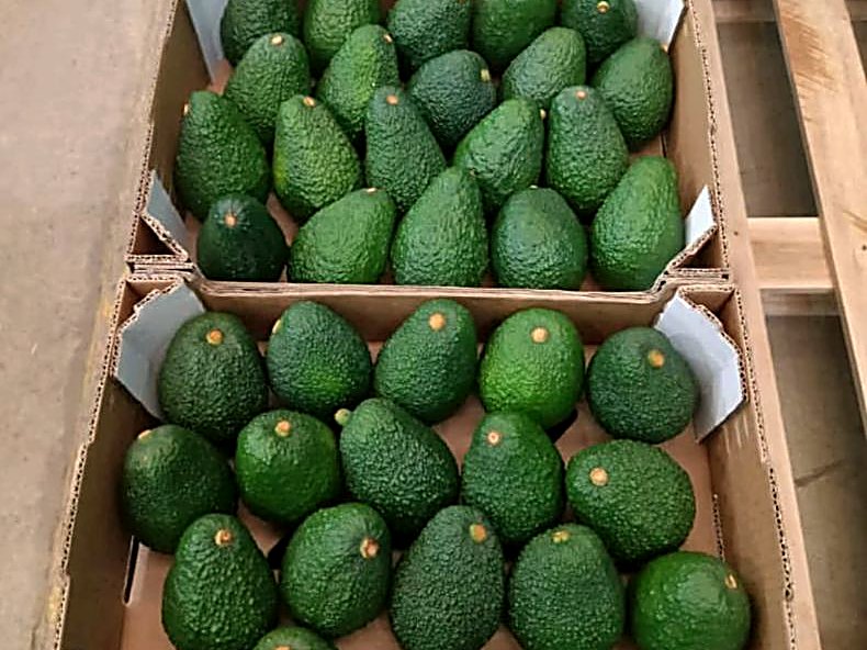 Graded Hass avocado packed into export cartons in the packhouse