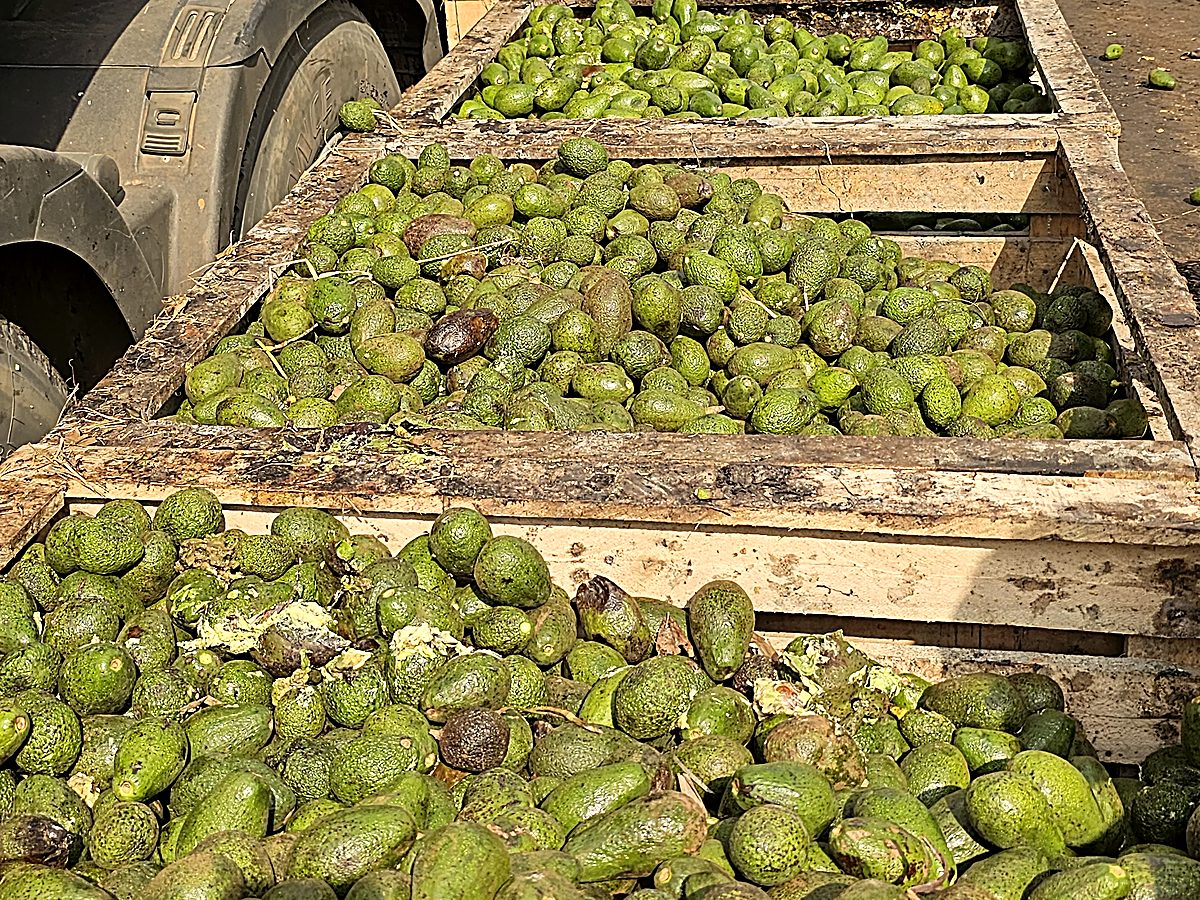 Crates of avocado alongside a loaded lorry at a collection point